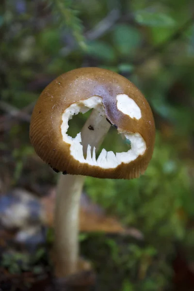 秋天的森林里 一个软软的绿色苔藓上的小毒凳 飞不可知论 秋天的蘑菇季节在森林里 — 图库照片