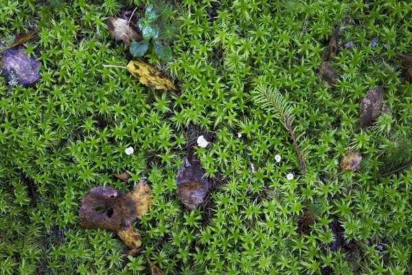 Heces de sapo en un musgo verde suave en el bosque de otoño. volar agárico. Temporada de setas de otoño en el bosque . — Foto de Stock