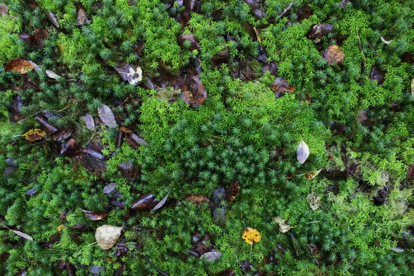 Texture little green moss in the autumn forest as a background. — Stock Photo, Image