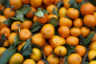 Mandalina portakal, mandalina, clementines, narenciye yapraklarla bakkal piyasada bir kutu içinde bir kutu içine dökülür. Leningrad bölge