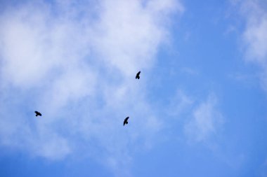 Beyaz cirrus bulutlar gökyüzü ve üç kuş büyük yüzeyini örten ışık.