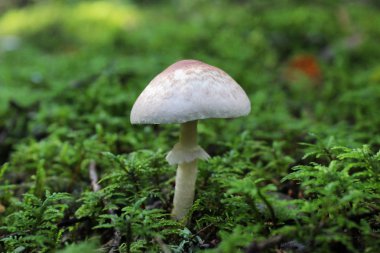 zehirli değil yenilebilir mantar. Belki de öyle sinek agaric panter lat. Amanita pantherina cins Amanita lat. Amanita aileler Amanite lat. Amanitaceae bir mantar olduğunu 
