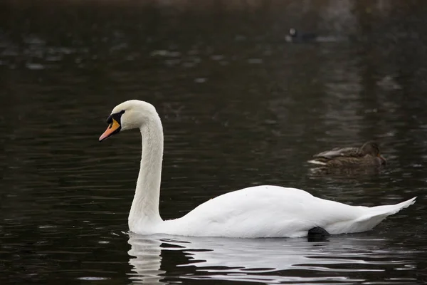 White wild swan flew to White Lake in Gatchina Park in the fall. Russia — Stock Photo, Image