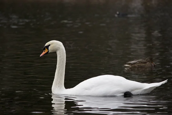 Cisne selvagem branco voou para White Lake em Gatchina Park no outono. Rússia — Fotografia de Stock