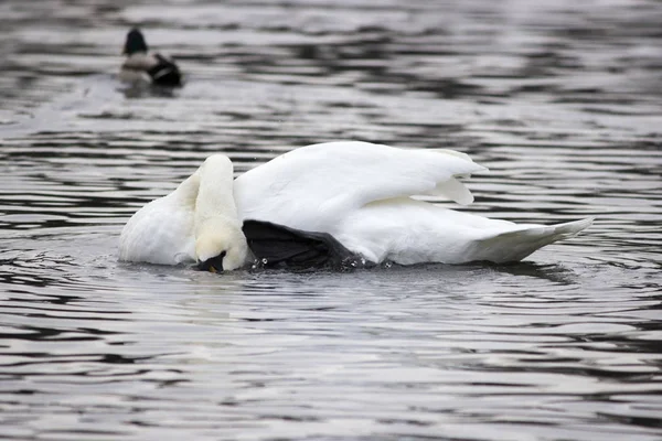 White wild swan flew to White Lake in Gatchina Park in the fall. Russia. Scratching his paw neck, floating on the water.