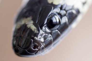 Genç Kızıl Yılan Lampropeltis Elapsoides. Üç renkli zehirli olmayan yılan, taklitçiliği karakterize eder. Makro. Gözle baş.