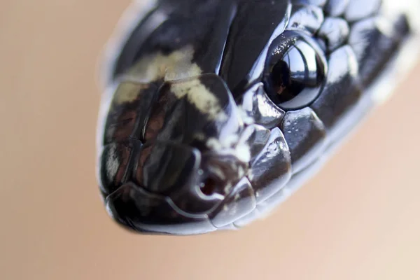 Νεαρό Κόκκινο Φίδι Lampropeltis Elapsoides Δηλητηριώδες Φίδι Τρίχρωμο Που Χαρακτηρίζει — Φωτογραφία Αρχείου