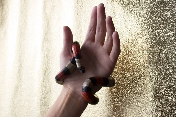 Jonge Scarlet Koningsslang Lampropeltis Elapsoides Hand Van Een Vrouw Nontoxonous — Stockfoto