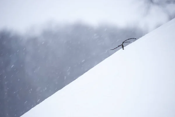 Зимний Пейзаж Снегопадом Веточками Сугробами Гатчинский Парк — стоковое фото