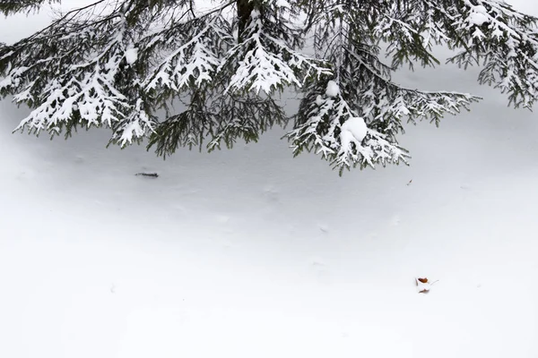 Kış Sonrası Kar Kar Yığınları Karla Kaplı Ladin Pençeleri Gatchina — Stok fotoğraf