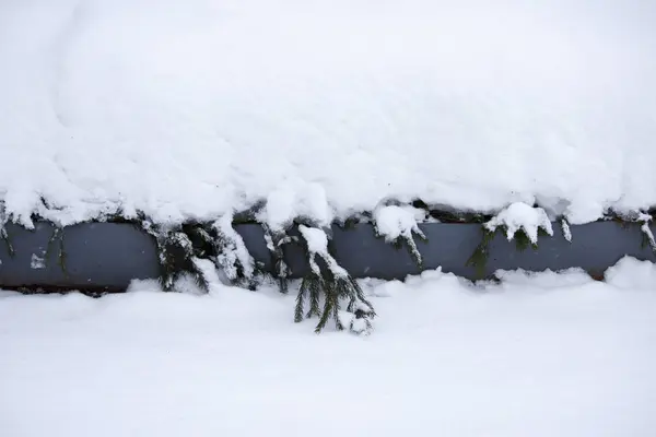 Flower Beds Gatchina Park Covered Fir Branches Protecting Plantings Frost — Stock Photo, Image