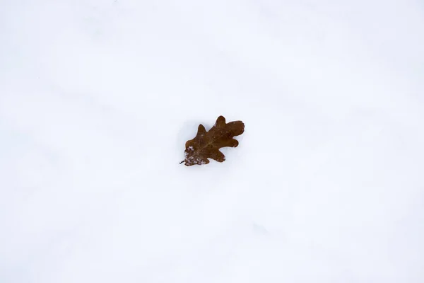 一本だけ乾燥した茶色のオークの葉がガッチーナ公園の雪の後の雪の表面に横たわっています — ストック写真