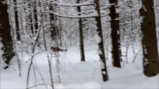 Vad Vörös Erdő Fut Végig Pályán Téli Erdőben — Stock videók