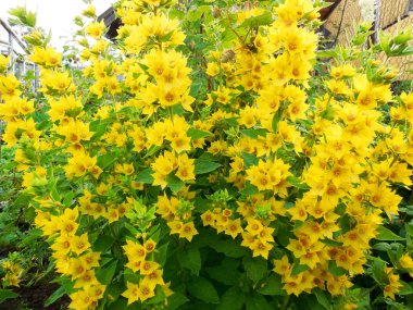 Lysimachia türleri genellikle sarı çiçeklere sahiptir ve güçlü bir şekilde büyürler. Rutubetli koşullarda büyümeye eğilimlidirler. Lysimachia 'daki bazı türlere genel olarak gevşeklik denir..