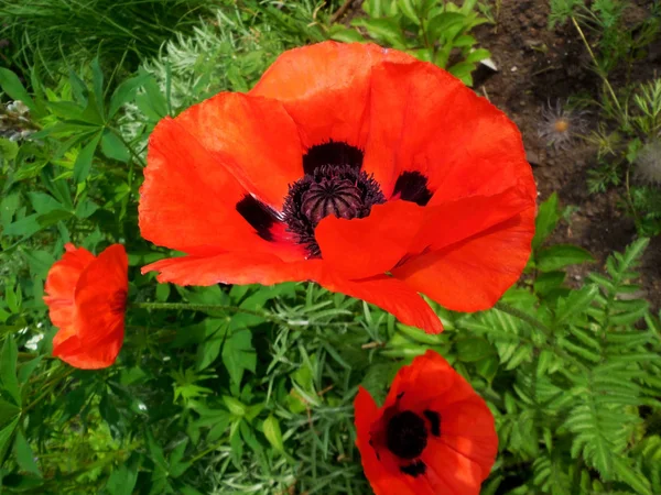 güzel kırmızı haşhaş çiçek sembolü Şükran günü ABD yakın çekim.