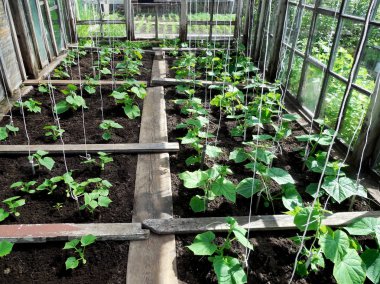 Salatalık fidan bir serada bir özel yaz yazlık büyümek..