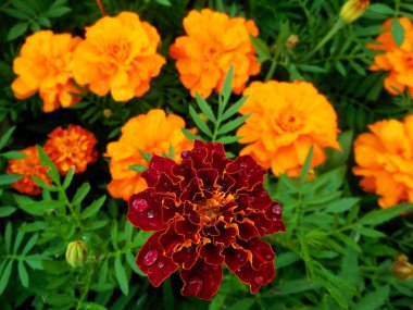 birkaç turuncu marigolds Tagetes büyüyen bir kulübemde, bazı notlar. Peyzaj tasarımı bölümü. Leningrad bölge.