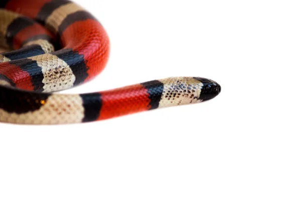 Νεαρό Κόκκινο Φίδι Lampropeltis Elapsoides Δηλητηριώδες Φίδι Τρίχρωμο Που Χαρακτηρίζει — Φωτογραφία Αρχείου