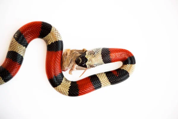 Νέοι Scarlet Kingsnake Lampropeltis Elapsoides Έγχρωμο Nonpoisonous Φίδι Τρία Οποία — Φωτογραφία Αρχείου