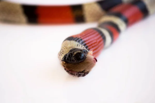 Fiatal Scarlet Kingsnake Lampropeltis Elapsoides Nonpoisonous Kígyó Egy Három Színű — Stock Fotó