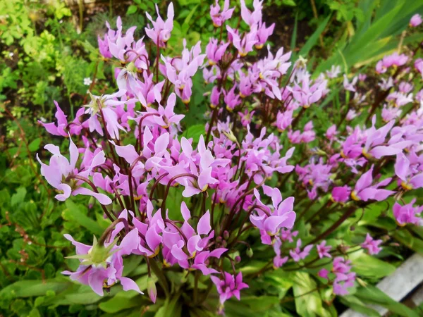Siklamen Magenta - Avrupa Siklamen, kırmızı Siklamen, Dryakva, Alp menekşe mor. Erken Bahar Eflatun Siklamen çiçeklerin bahçede bir özel yaz yazlık.
