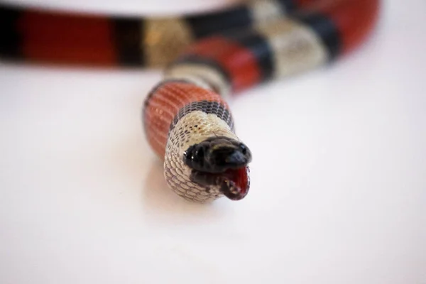 Jovem cobra-real-escarlate Lampropeltis elapsoides. Cobra não venenosa com três cores, que caracteriza mimetismo. Alimentando uma cobra como um rato forrageiro no Dia Nacional da Serpente. Em um fundo branco . — Fotografia de Stock
