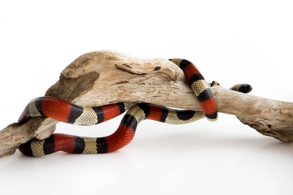 Jonge Scarlet koningsslang Lampropeltis elapsoides op een houten gebogen addertje. Nontoxonous slang met een drie gekleurde, die mimicry kenmerkt. op een witte achtergrond — Stockfoto