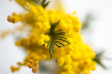 Bahar hala hayattır. Sarı mimoza dalı beyaz arka planda yer alır. Gümüş gümüşyeşil gıdak Acacia deal bata.