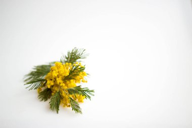 Bahar hala hayattır. Sarı mimoza dalı beyaz arka planda yer alır. Gümüş gümüşyeşil gıdak Acacia deal bata.