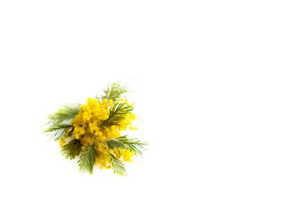 Primavera ainda vida. Ramo de mimosa amarelo encontra-se sobre um fundo branco, isolado. prata silvergreen wattle Acacia dealbata . — Fotografia de Stock