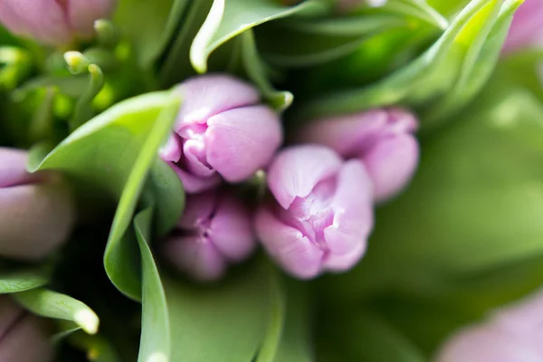 Прекрасный букет из многих маленьких фиолетовых тюльпанов Tulipa для празднования — стоковое фото
