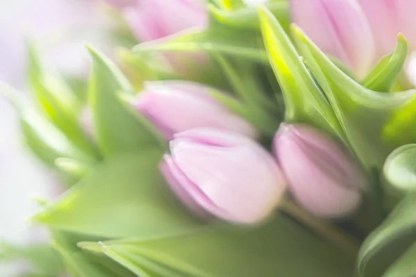 Piękny bukiet wielu małych fioletowych tulipanów Tulipa do świętowania — Zdjęcie stockowe