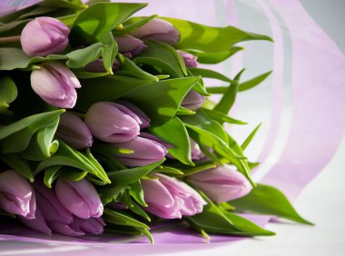 Beautiful bouquet of many small violet tulips Tulipa for celebration clipart