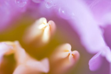 Su damlacıklarıyla kutlama yapmak için bir sürü küçük mor lale buketi. Makro.