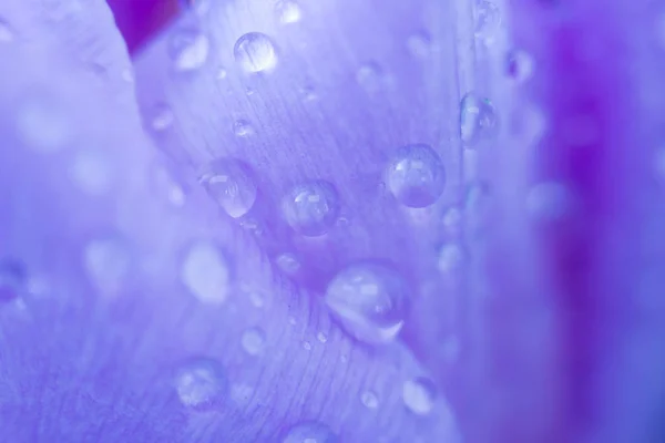 Beautiful bouquet of many small violet tulips Tulipa for celebration with water droplets. Macro. — 스톡 사진