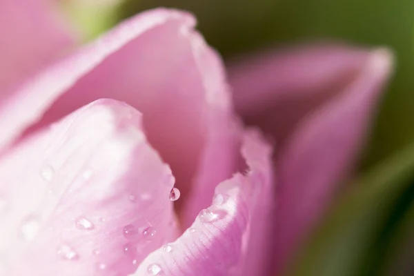 Piękny bukiet wielu małych fioletowych tulipanów Tulipa do świętowania z kropelkami wody. Makro. — Zdjęcie stockowe