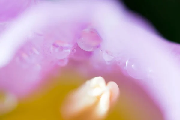 Όμορφο μπουκέτο από πολλές μικρές βιολετί τουλίπες Tulipa για γιορτή με σταγονίδια νερού. Μακρό. — Φωτογραφία Αρχείου