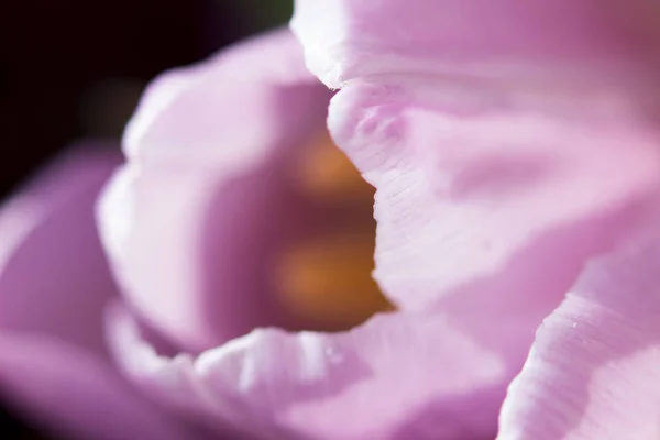 Hermoso ramo de muchos tulipanes violetas pequeños Tulipa para la celebración. Macro . — Foto de Stock