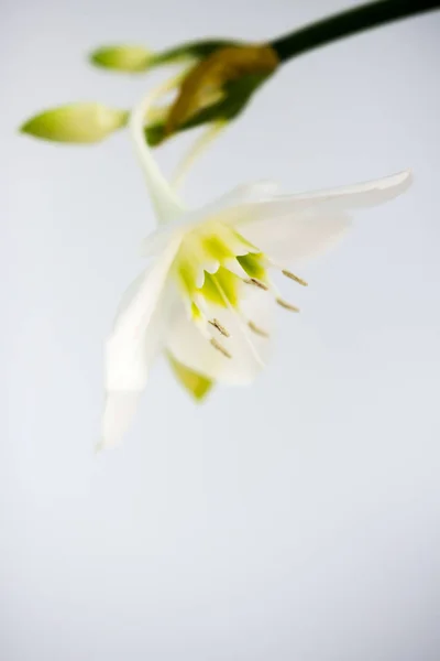 Bulbous plant lily Eucharis is a member of the Amaryllis family with first flower — 스톡 사진