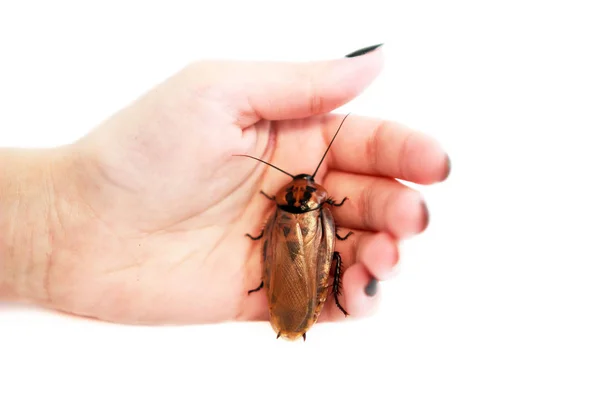 Cockroach Blaberus craniifer jeden z typů jihoamerických švábů sedí na ruce mladé dívky. Blaberidae rodu Blaberus, známého také jako mrtvá hlava. Izolované. — Stock fotografie