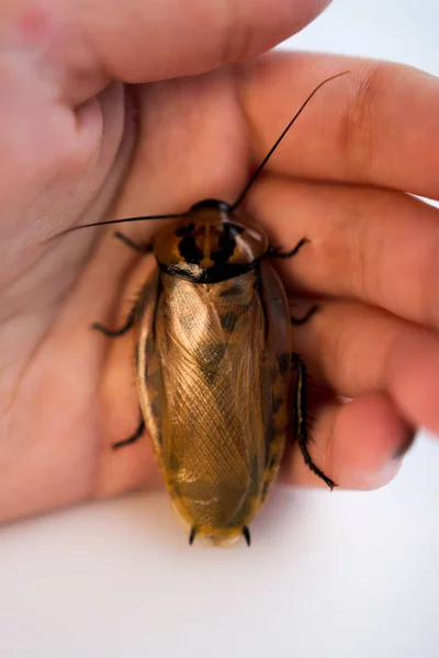 Kackerlacka Blaberus kraniifer En av de typer av sydamerikanska kackerlackor sitter på handen på en ung flicka. Blaberidae av släktet Blaberus, även känt som det döda huvudet . — Stockfoto
