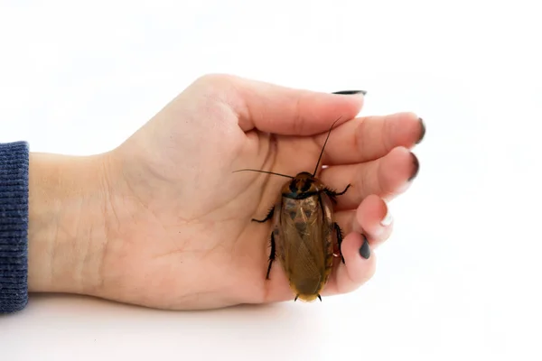 Kackerlacka Blaberus kraniifer En av de typer av sydamerikanska kackerlackor sitter på handen på en ung flicka. Blaberidae av släktet Blaberus, även känt som det döda huvudet . — Stockfoto