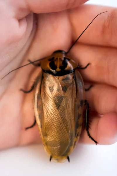 ゴキブリブラベラスは、南米のゴキブリのタイプの1つが若い女の子の手の上に座っているワニです。ブラベラス科ブラベラス属のブラベラス科（Blaverus genus） . — ストック写真