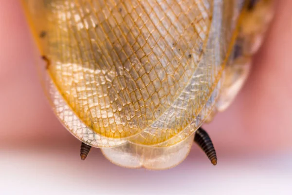 Cucaracha Blaberus craniifer uno de los tipos de cucarachas sudamericanas se sienta en la mano. Blaberidae del género Blaberus, también conocido como cabeza muerta. Macro. alas y parte posterior del insecto — Foto de Stock