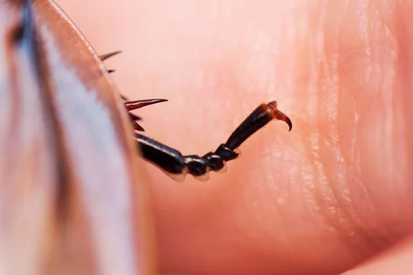 Barata Blaberus craniiifer um dos tipos de baratas sul-americanas se senta na mão. Blaberidae do gênero Blaberus, também conhecida como a cabeça morta. Pé macro com garras e espinhos . — Fotografia de Stock