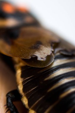 Hamam böceği turuncu lekeler ile küçük araba Lucihormetica subcincta. Hamamböceği avtomobilchiki dan Kolombiya ve Venezuela tropikal yağmur ormanları yandan oturur. Makro.