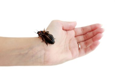 Hamam böceği küçük araba Lucihormetica subcincta turuncu lekeler ile oturur yandan. Hamamböceği avtomobilchiki tropikal yağmur ormanları, Kolombiya ve Venezuela üzerinden. İzole.