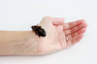 Hamam böceği küçük araba Lucihormetica subcincta turuncu lekeler ile oturur yandan. Hamamböceği avtomobilchiki tropikal yağmur ormanları, Kolombiya ve Venezuela üzerinden