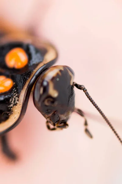 Κατσαρίδα λίγο αυτοκινήτου Lucihormetica subcincta με πορτοκαλί κηλίδες. Avtomobilchiki τις κατσαρίδες από τα τροπικά δάση της Κολομβίας και Βενεζουέλας κάθεται στο χέρι. Μακροεντολή. — Φωτογραφία Αρχείου