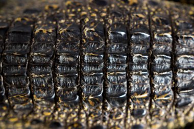 Yavru Nil timsahı timsah niloticus. Sırtında pullu deri dokusu